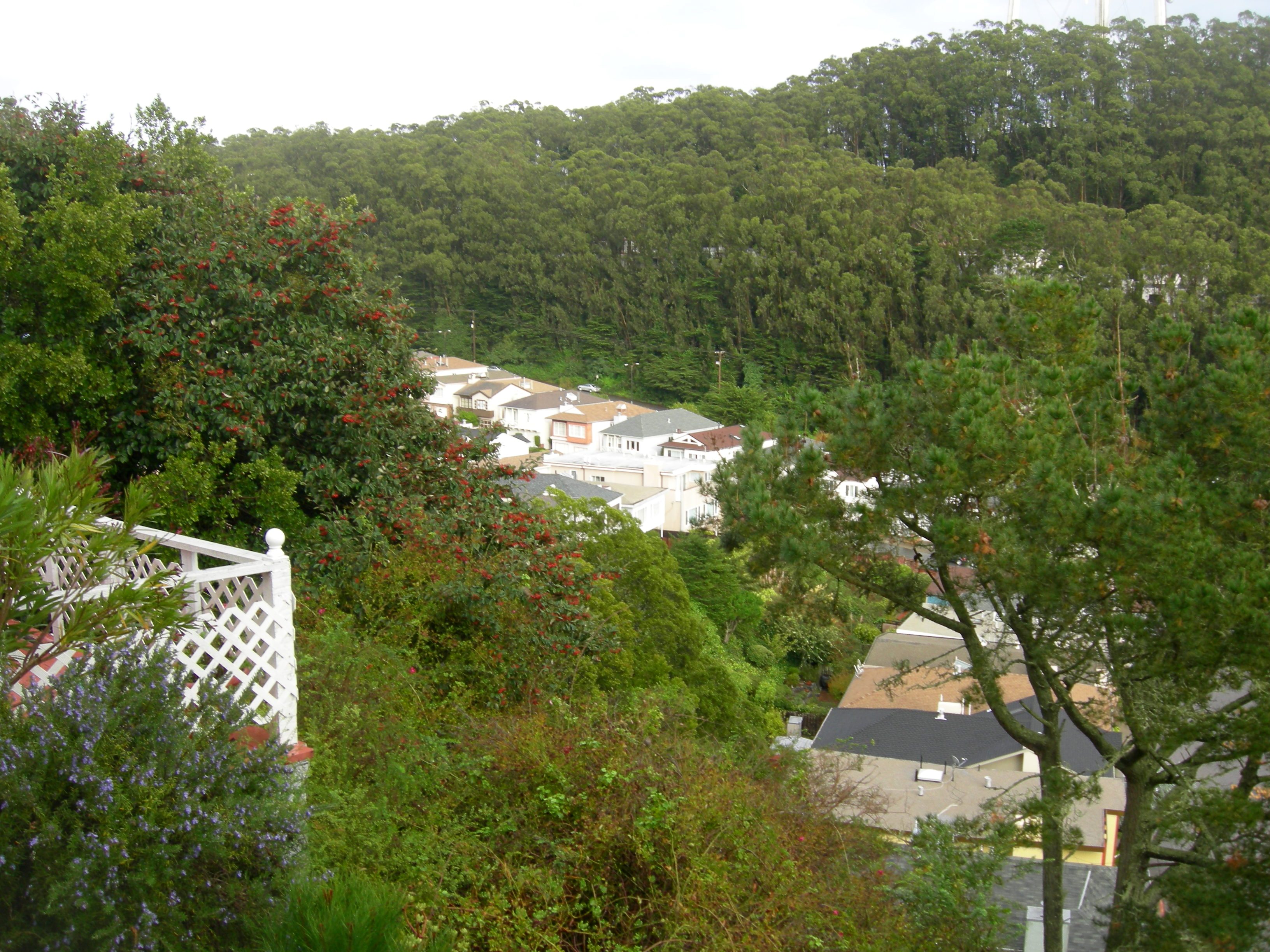 Forest Knolls green hillside looking toward Mount Sutro