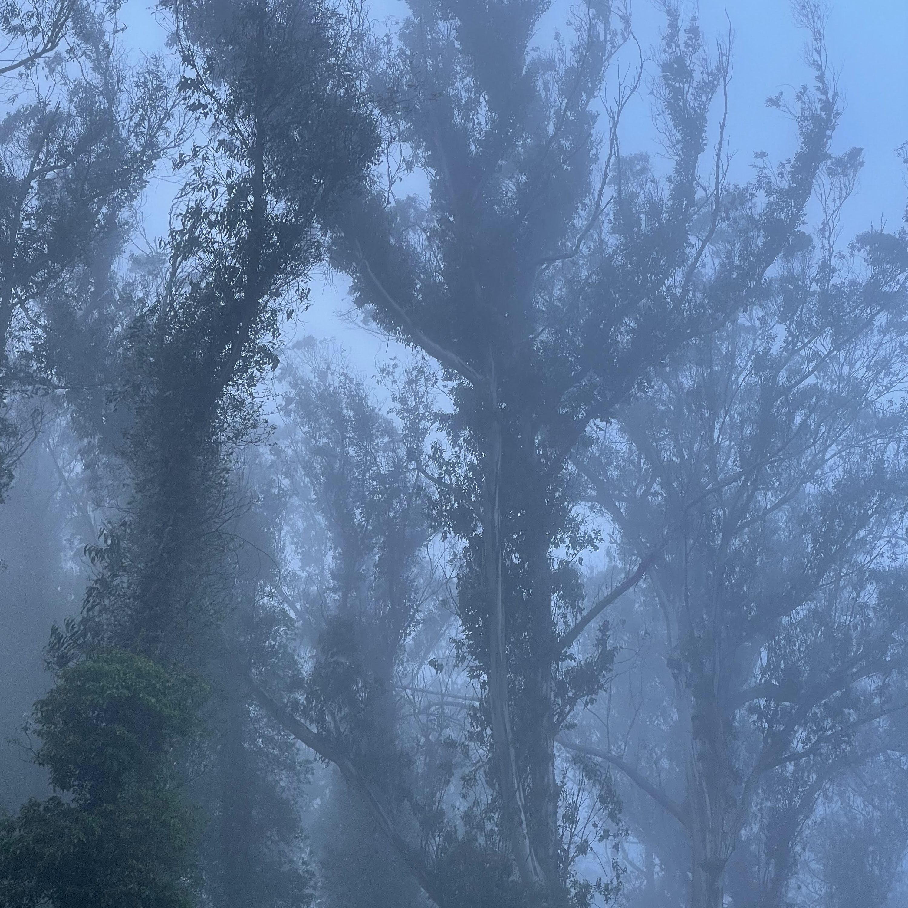 Path through the Sutro Cloud Forest eucalyptus canopy